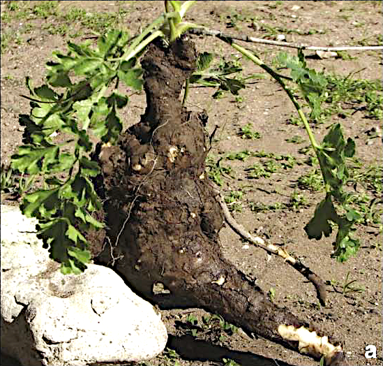 Glia tuberosa root (genus Glia) used in Southern Africa for brewing beer